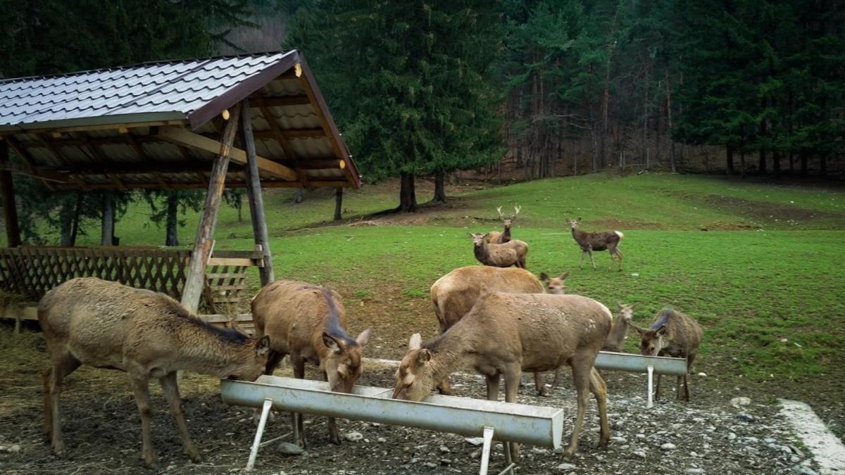 Evergreen Chalet Avrig Εξωτερικό φωτογραφία